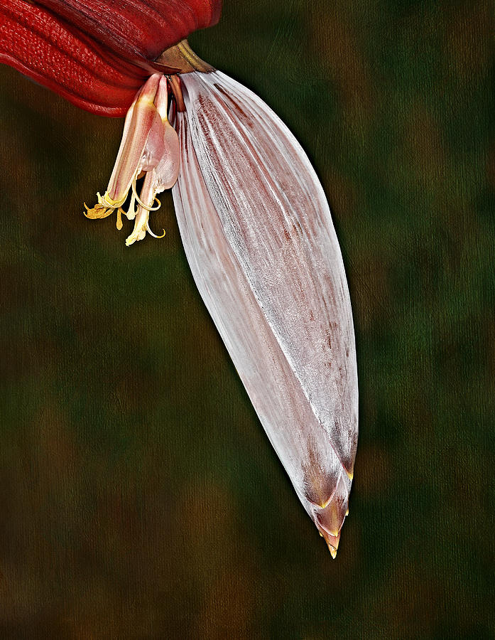 Spring Photograph - Plantain Bloom by Susan Candelario