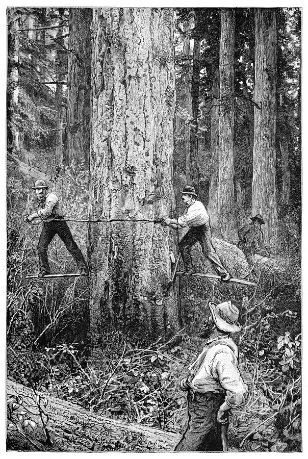 Tree Photograph - Plantation Forestry, 19th Century by 