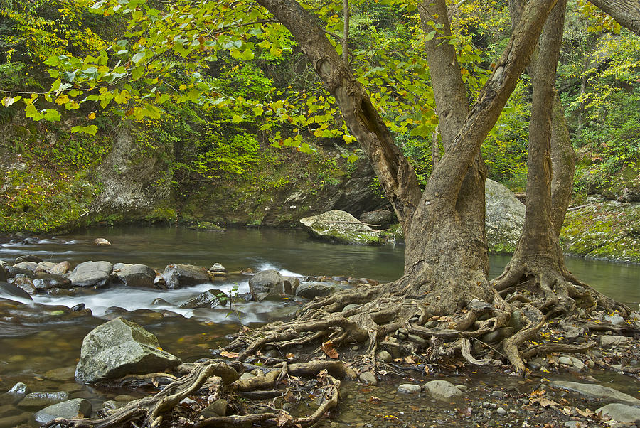 Tree Planted By Streams Of Water