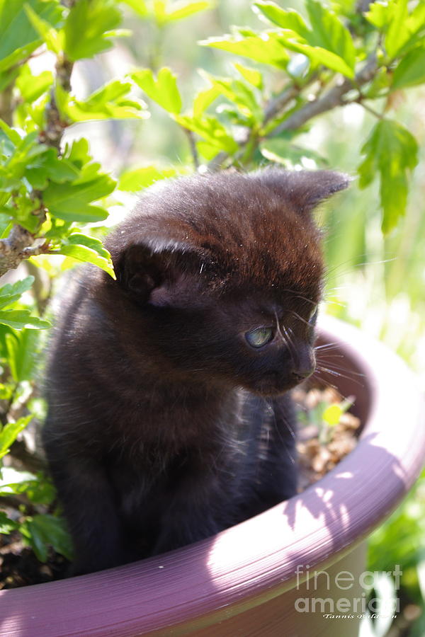 Kitten Photograph - Planted Kitten by Tannis  Baldwin