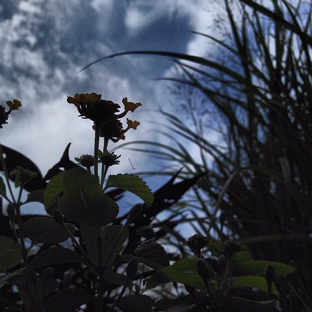 Plants Photograph - #plants # Flowers # Sky # Clouds # by Art Rummery