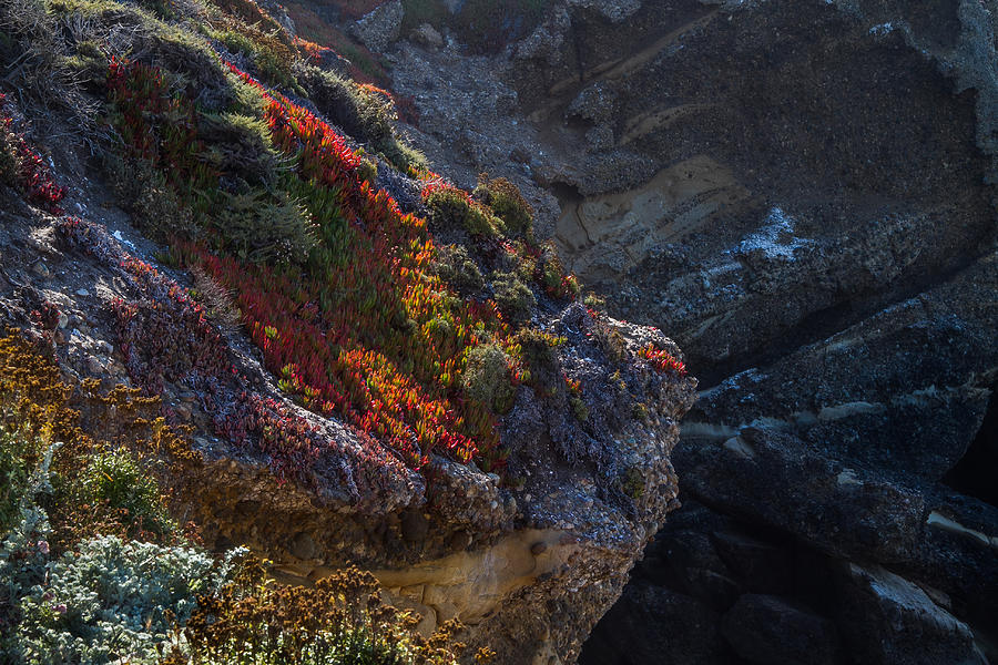 Plants and Rock Photograph by Roger Mullenhour