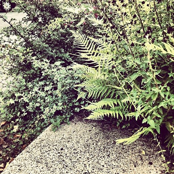 Flower Photograph - #plants #garden #fencing #stairs #bush by Caitlin Hay