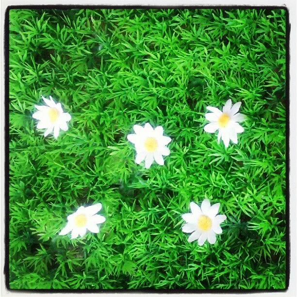 Daisy Photograph - Plastic daisy flowers by Nawarat Namphon