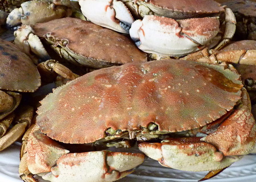 Platter of Rock Crabs Photograph by Janice Drew