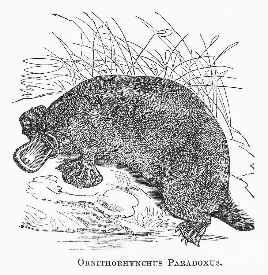 19th Century Photograph - Platypus by Granger