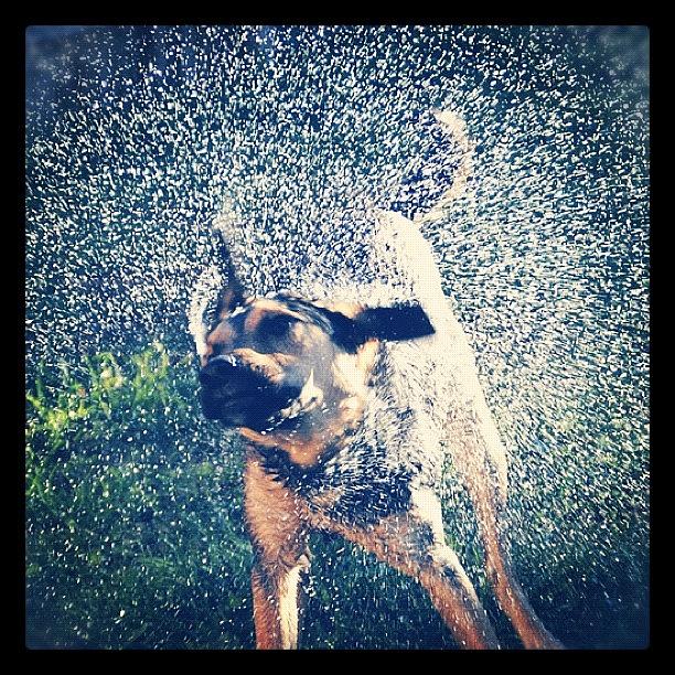 Dog Photograph - #playful #dogwash #grass #play #kelpie by Luke Fuda