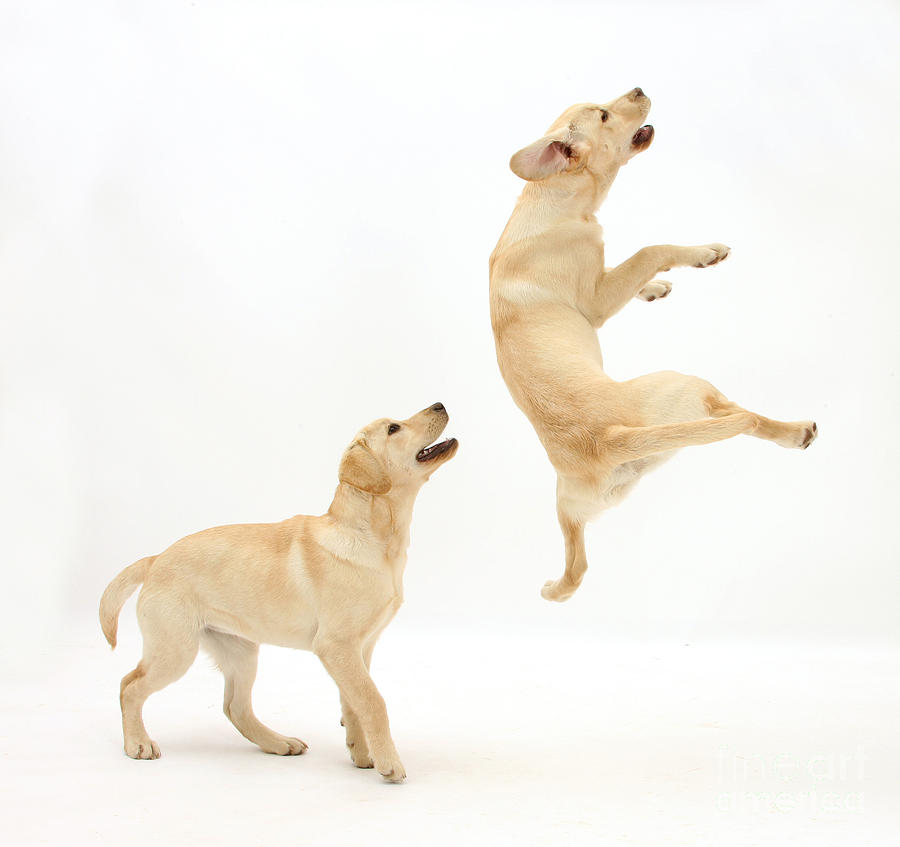 Animal Photograph - Playful Labrador Pups by Mark Taylor