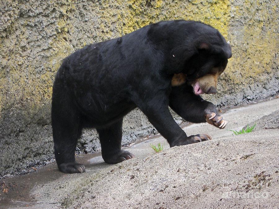 Bear Photograph - Playful Malayan Sun Bear by Lorrie Bible