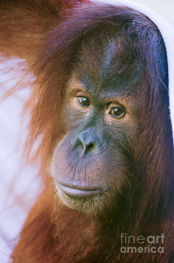 Playful orangutan Photograph by Andrew  Michael