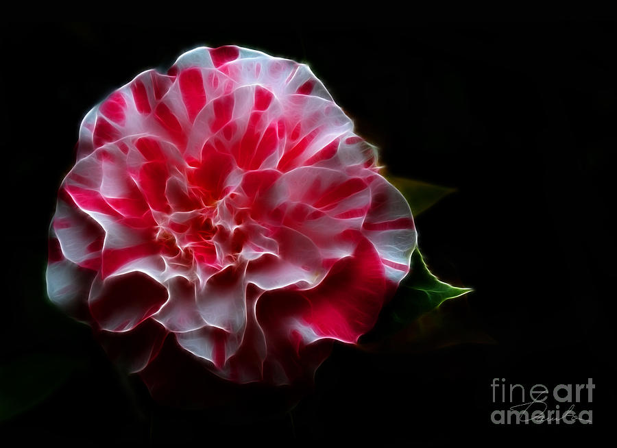 Playful Peppermint Camellia Photograph by Danuta Bennett