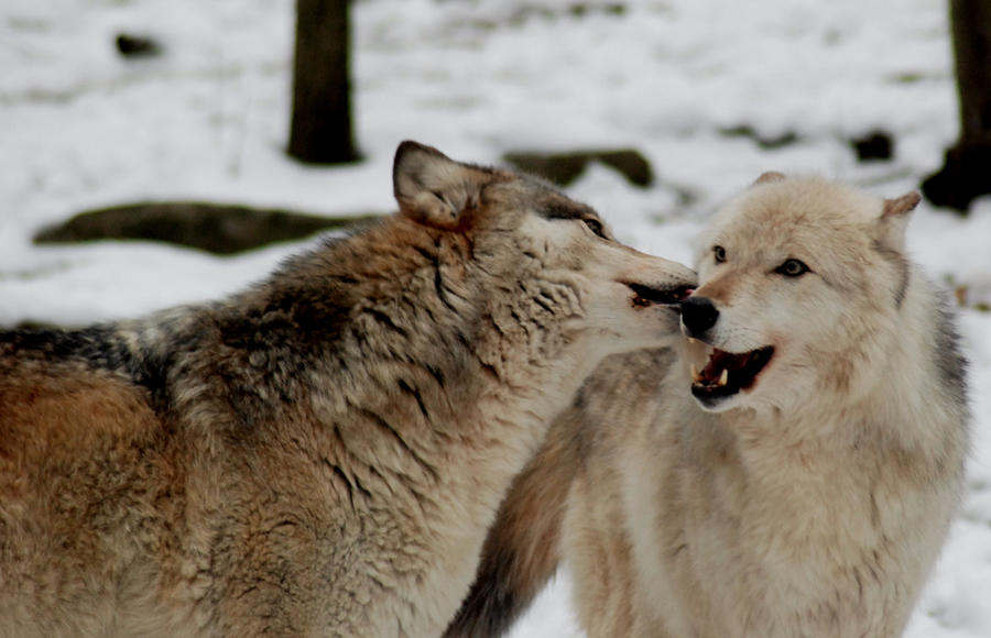 Playful Wolves Photograph by Richard Bryce and Family
