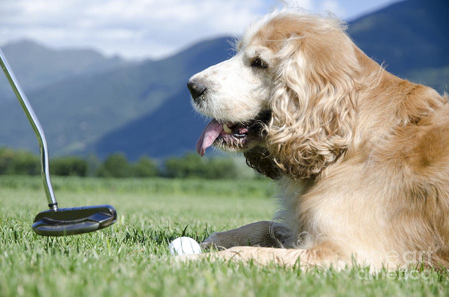 Playing golf with a dog Photograph by Mats Silvan