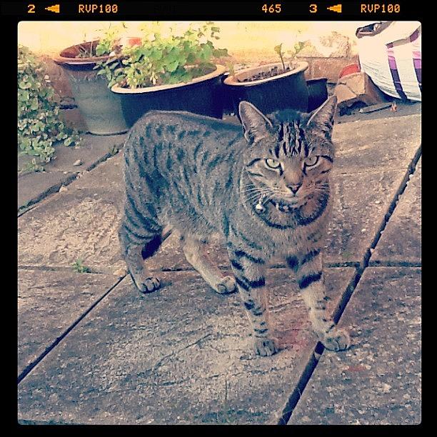 Summer Photograph - #playing In The #garden #meow #instacat by Sam Gilligan