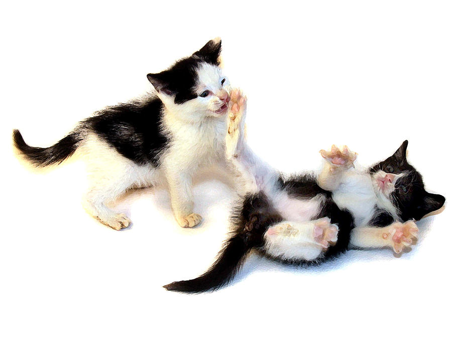 Playing Kitties Photograph by Joe Myeress