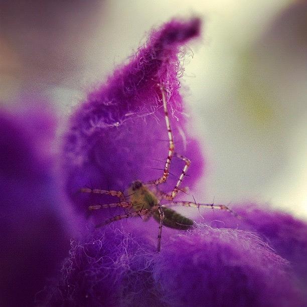 Playing With My New Iphone Macro Lens Photograph by Brent Dunn