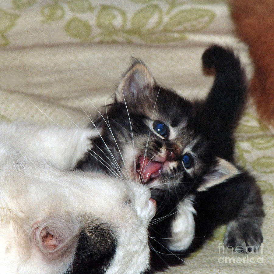 Cat Photograph - Playtime by Ausra Huntington nee Paulauskaite