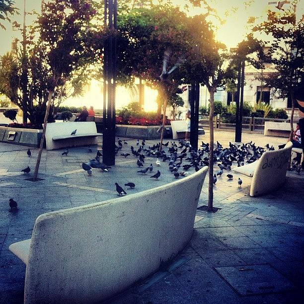 Bird Photograph - Plaza De Los Reyes #ceuta #reyes by Victor Roldan