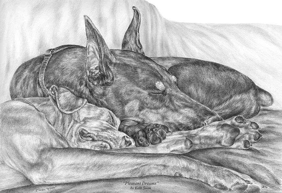 Pleasant Dreams - Doberman Pinscher Dog Art Print Drawing by Kelli Swan