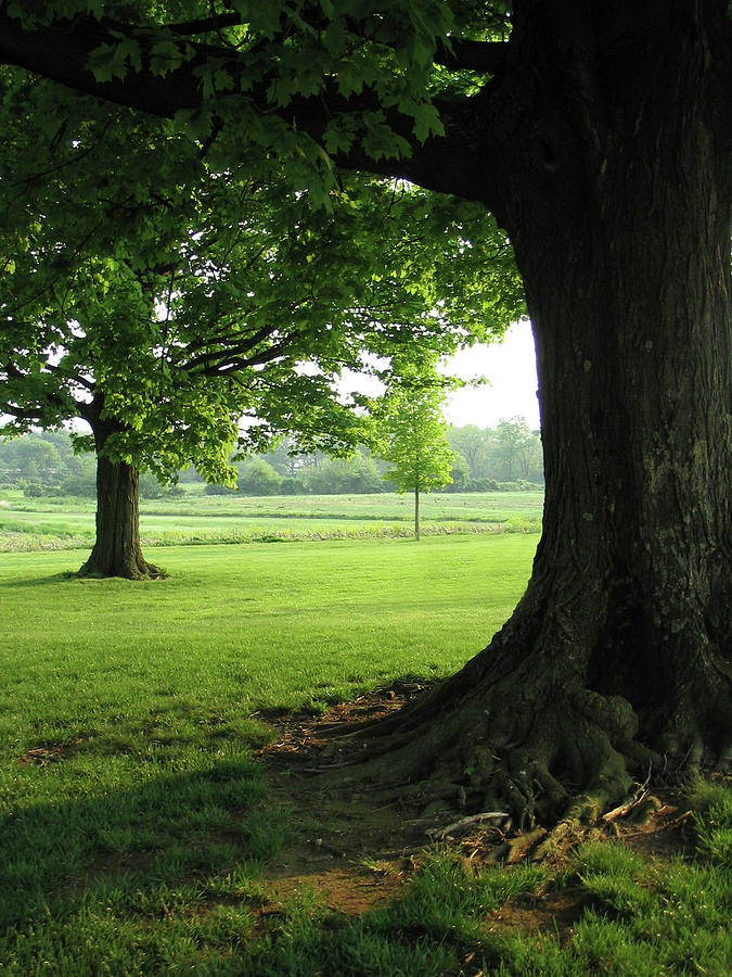 Pleasant trees Photograph by Antonio Ulloa Fine Art America