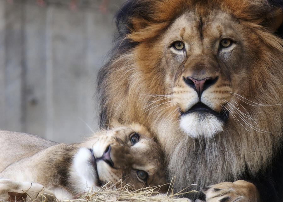 Lion Photograph - Pleaseeeee? by Daniel Sands Lion Photograph - Pleaseeeee? by Daniel Sands