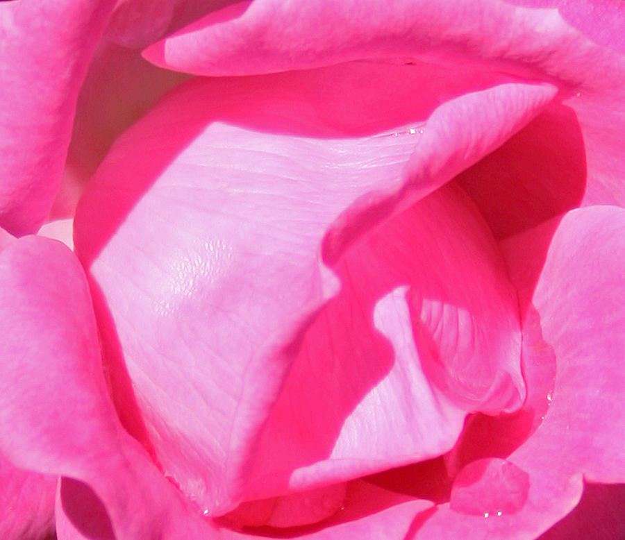 Pleasingly Pink Photograph by Karen Harrison Brown