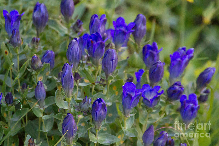 Pleated Gentian Patch Photograph by Katie LaSalle-Lowery