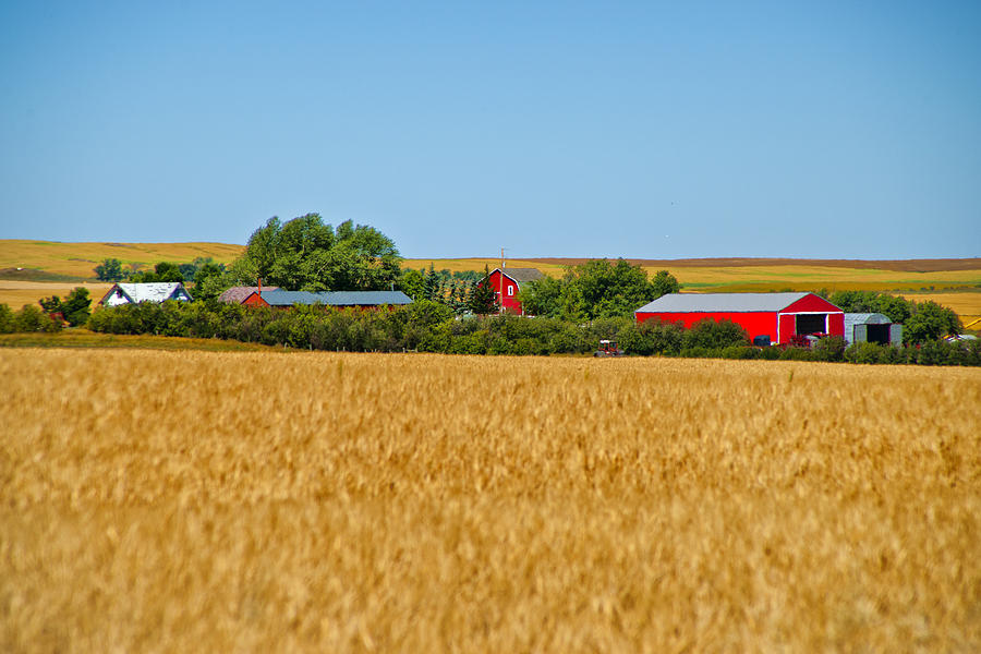 Plenty of Wheat Photograph by Rick Bragan