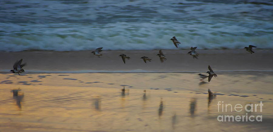 Plovers at play on a stormy morning Photograph by Blair Stuart