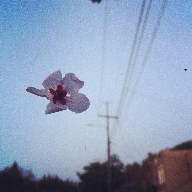 Oakland Photograph - Plum Blossom On My Windshield by Megan MacDonald