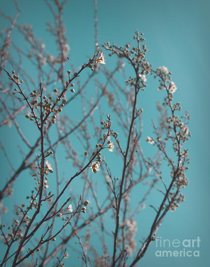Plum blossoms Photograph by Cindy Garber Iverson