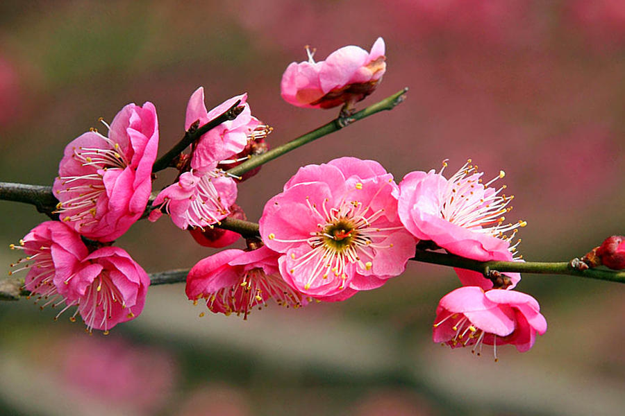 Plum Flower Photograph by Jeelan Clark