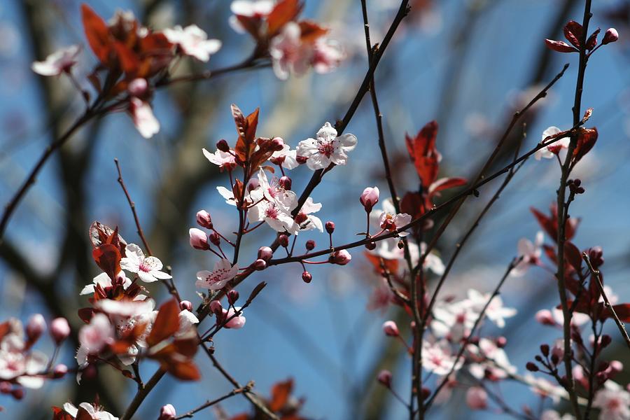 Plum Tree Blossoms Photograph by Barbara S Nickerson