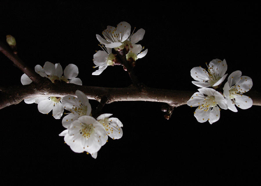 Plum Tree Spring Blossum Photograph by Nancy Griswold