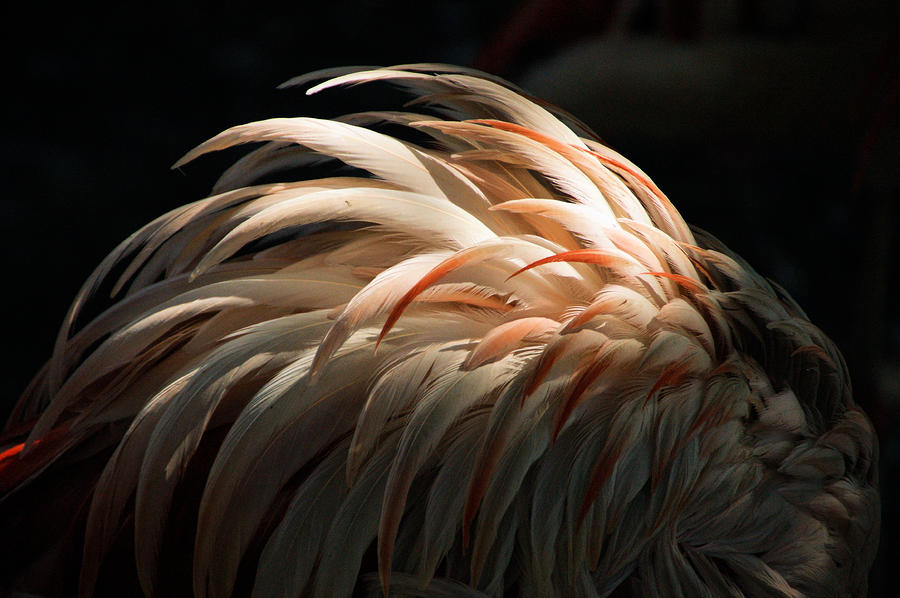 Plumage Photograph by Tingy Wende