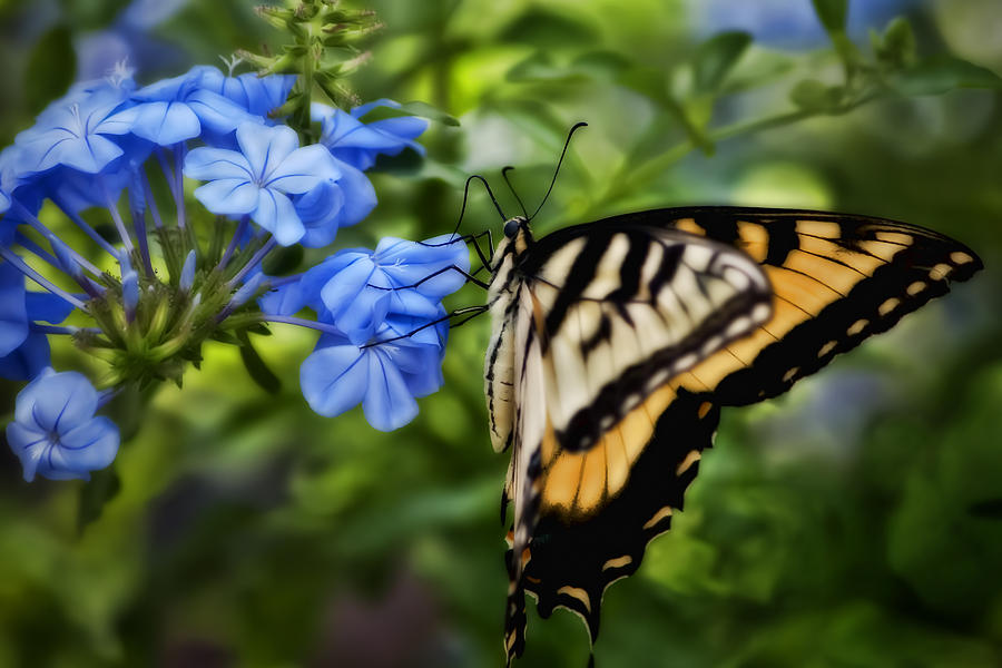 Butterfly Photograph - Plumbago and Swallowtail by Steven Sparks