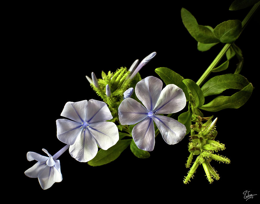 Plumbago Photograph by Endre Balogh