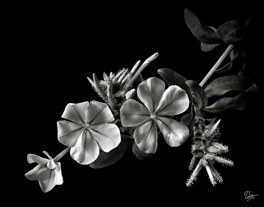 Plumbago in Black and White Photograph by Endre Balogh