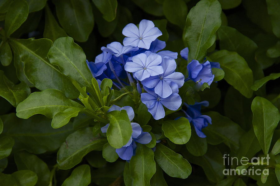 Plumbago Photograph by Sean Griffin
