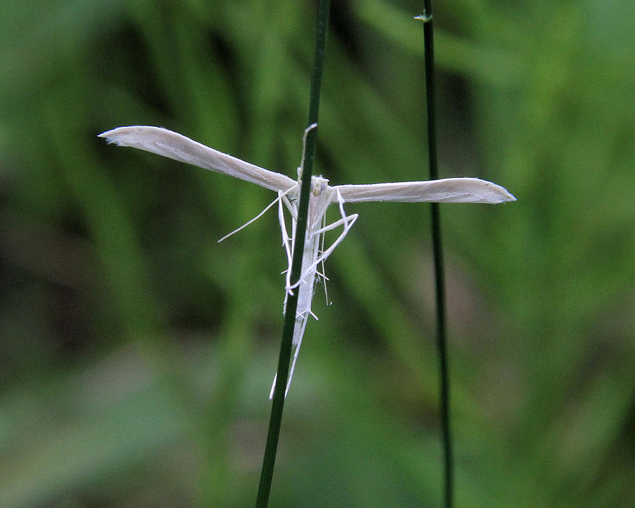 Plume Moth Photograph by Doris Potter