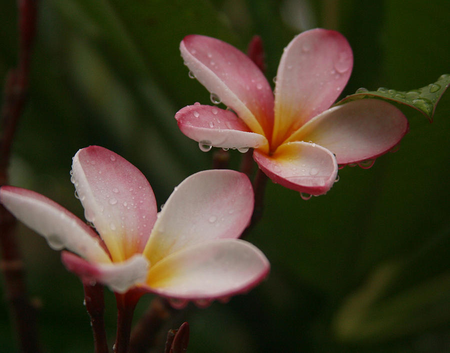 Flower Photograph - Plumeria   by Joseph G Holland