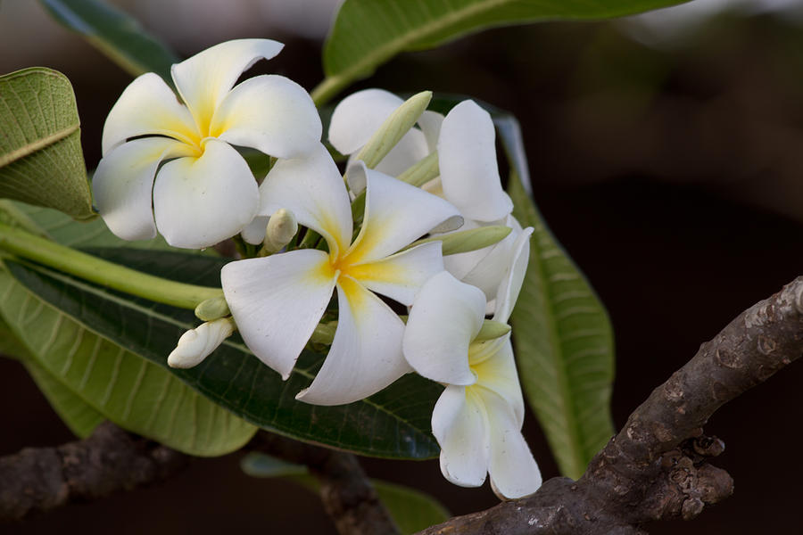 Plumeria Cluster Photograph by Roger Mullenhour