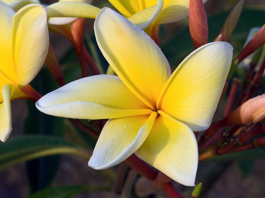 Plumeria Flower Close up Photograph by Sally Weigand