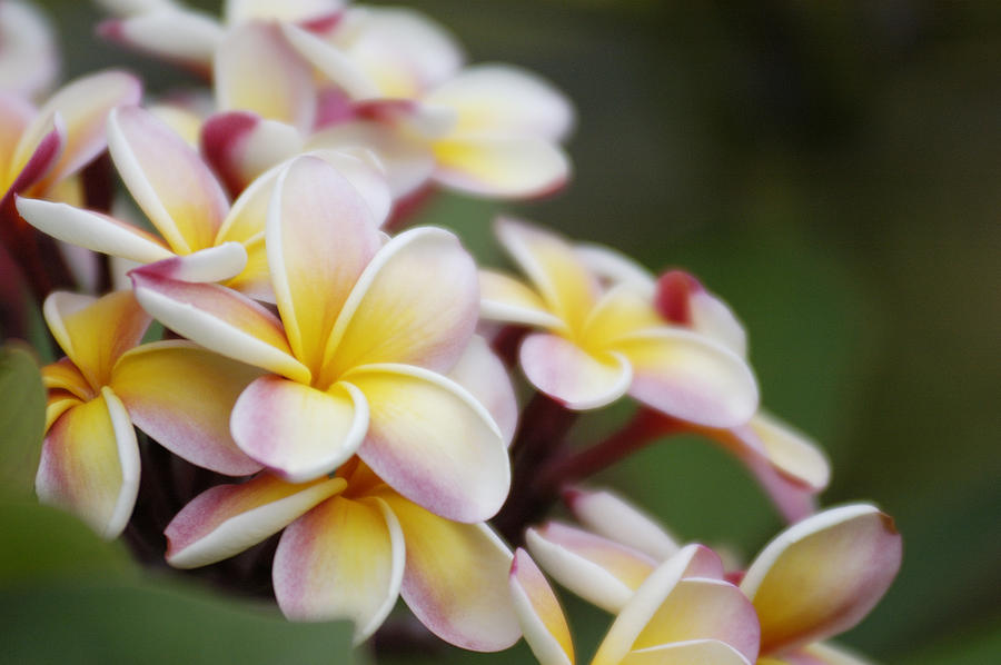 Plumeria Photograph by Greg Vaughn - Fine Art America