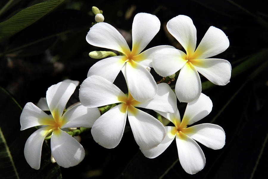 Plumeria Hawaii Photograph by Pierre Leclerc Photography