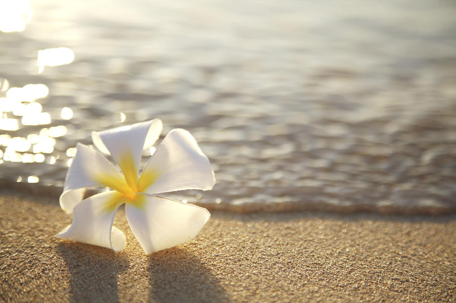 Plumeria On Beach II by Brandon Tabiolo - Printscapes