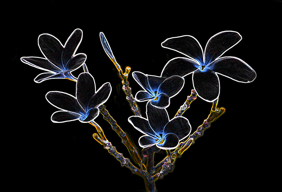 Flower Photograph - Plumeria outlines B7072 by Michael Peychich