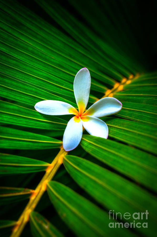 Plumeria Palm Photograph by Kelly Wade