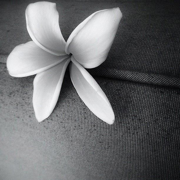 Flowers Still Life Photograph - Plumeria by Ric Spencer