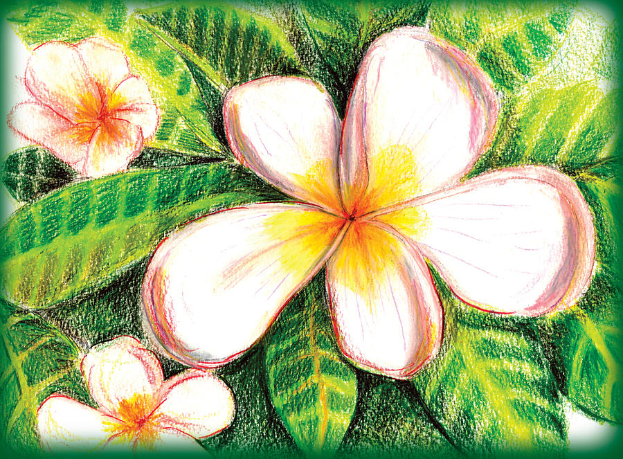 Plumeria With Foliage Drawing